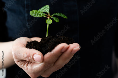 environment Earth Day In the hands of trees growing seedlings. Female hand holding tree sprout