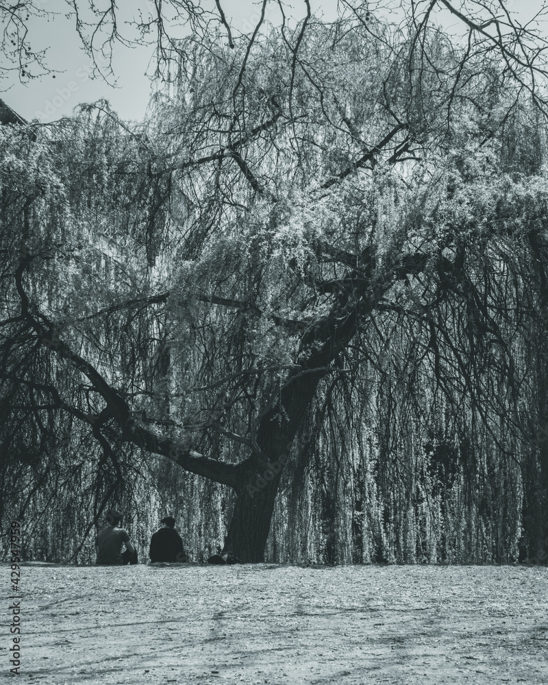 custom made wallpaper toronto digitalpeople under the tree
