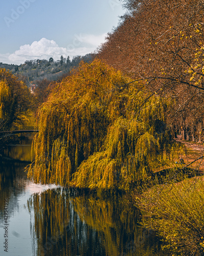 tree at an river in the city