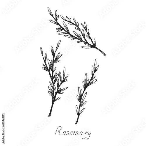 Rosemary. Sprig of plants with leaves. Fragrant Italian seasoning for food. Drawing in the old vintage style. Isolated clipart set on white background. Hand-drawn ink sketch.