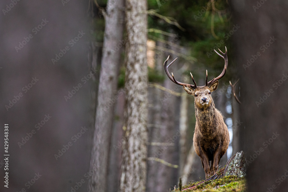 Naklejka premium Red deer stag walking amongst the pine trees in Scotland