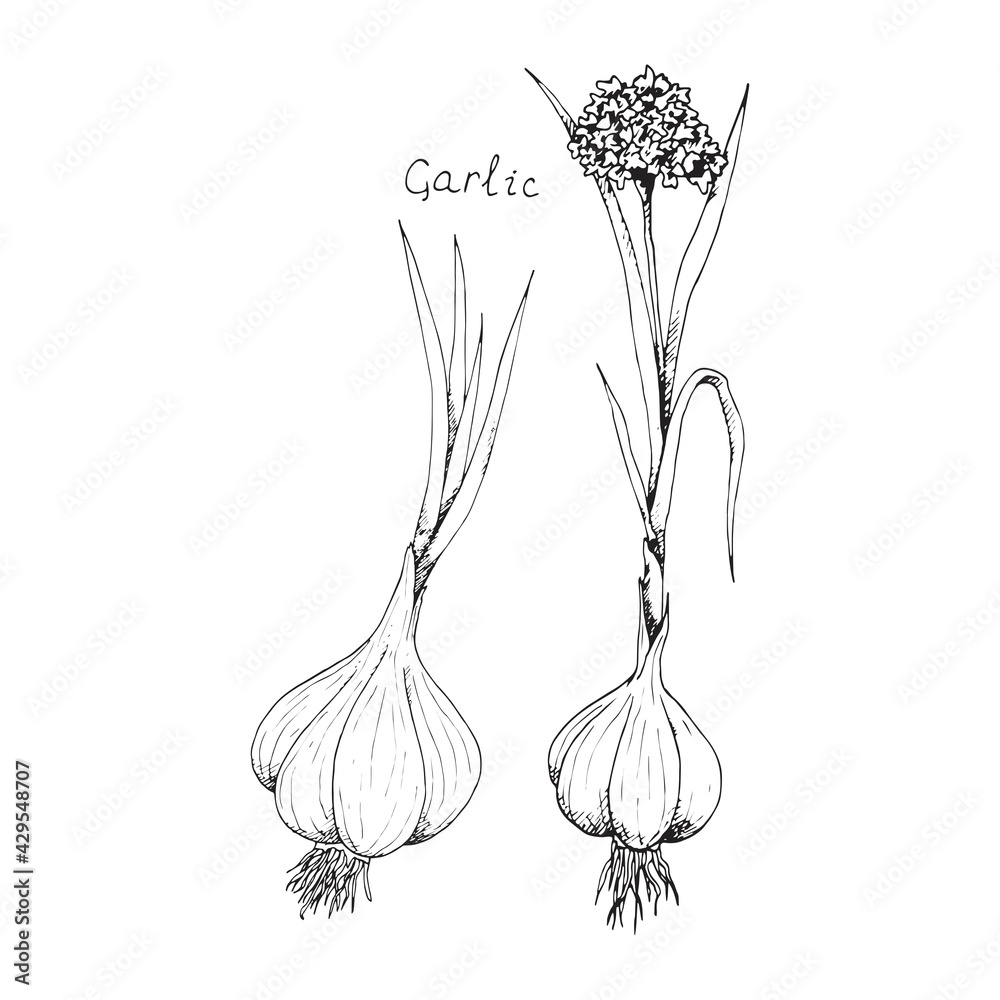 Head of garlic. Traditional medicine. Herb. Whole plant, fresh root