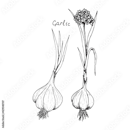 Head of garlic. Traditional medicine. Herb. Whole plant, fresh root, flower. Spicy condiment. Isolated clipart set on white background. Hand-drawn ink sketch.