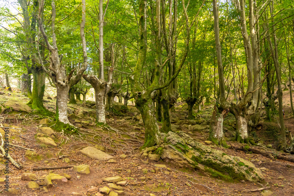 Hayedo on the trail up Mount Adarra in the town of Urnieta near San Sebastian, Gipuzkoa. Basque Country