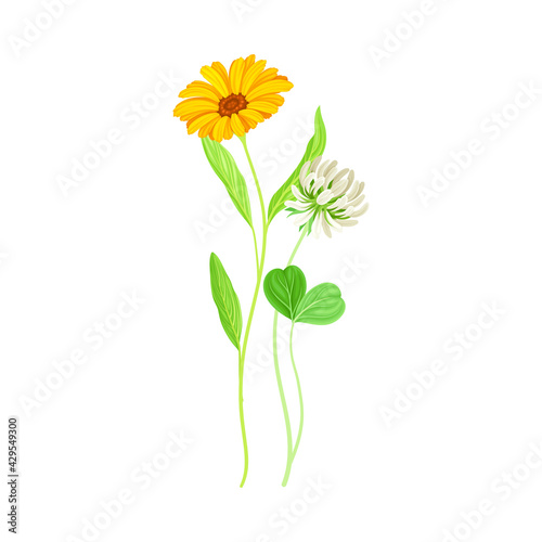 Calendula Plant with Orange Flower Head and Clover on Stem as Meadow Herb Vector Illustration