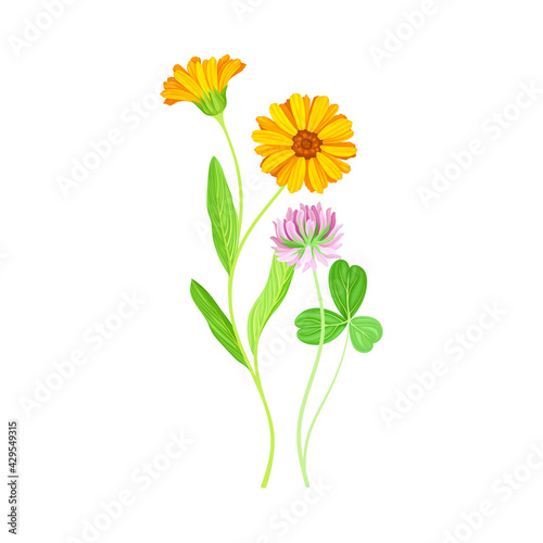 Calendula Plant with Orange Flower Head and Clover on Stem as Meadow Herb Vector Illustration