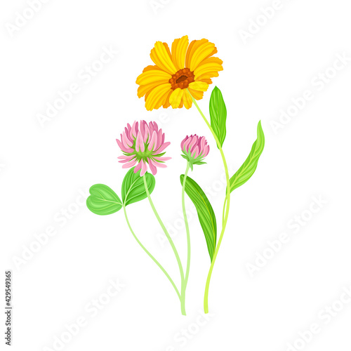 Calendula Plant with Orange Flower Head and Clover on Stem as Meadow Herb Vector Illustration