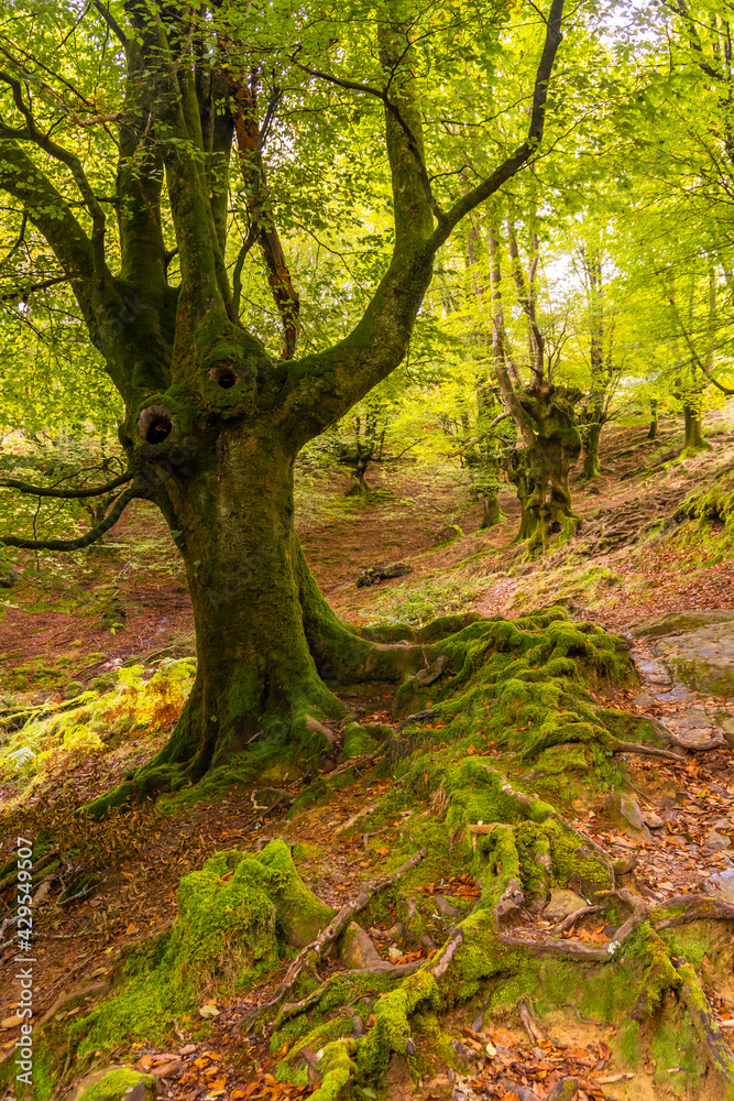 The path of Mount Adarra in the town of Urnieta near San Sebastian, Gipuzkoa. Basque Country The path of Mount Adarra in the town of Urnieta near San Sebastian, Gipuzkoa. Basque Country