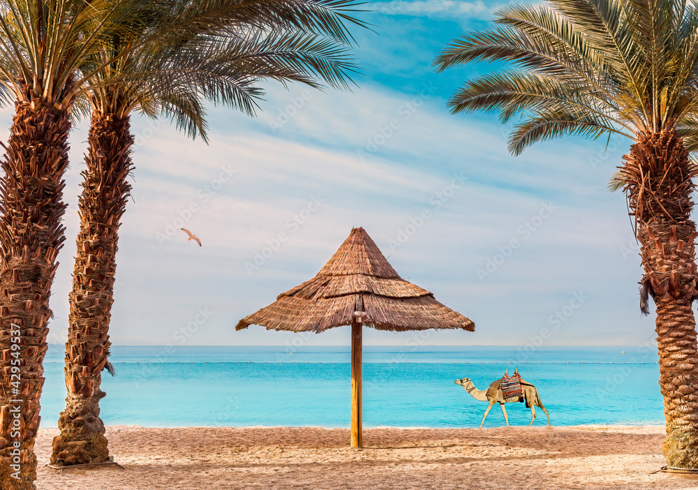 Morning on sandy beach of the Red Sea, Middle East