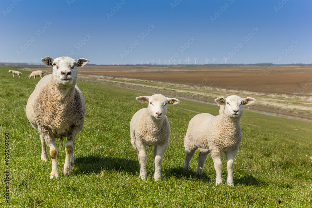 Obraz premium Mother sheep and lambs in the Dollard region