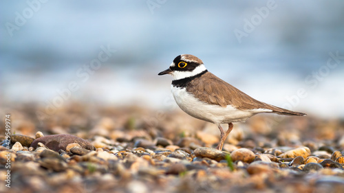 Foto Little ringed plover standing on a gravel riverbank of Danube river