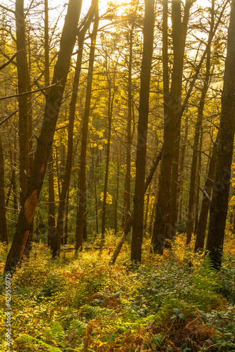 The trail at sunset of Mount Adarra in the town of Urnieta near San Sebastian  Gipuzkoa. Basque Country