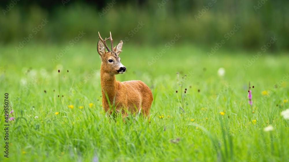 Roe deer buck standing on a green meadow and looking aside in summer nature