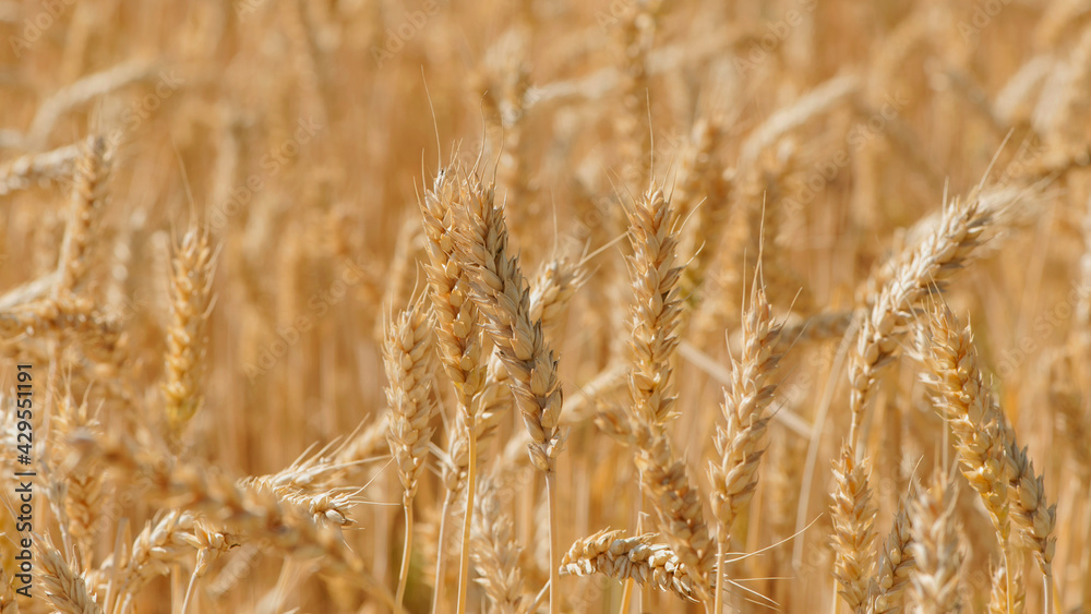 Ripe large golden ears of wheat against the yellow background of the field. Close-up, nature. The idea of a rich summer harvest, farming, agricultural industry for food. Spot focus on spikelet Ripe large golden ears of wheat against the yellow background of the field. Close-up, nature. The idea of a rich summer harvest, farming, agricultural industry for food. Spot focus on spikelet