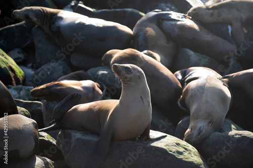 Sea lion  fur seal colony resting on the stone.