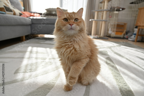 お手をする猫（マンチカン）