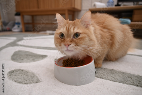 ご飯を食べる猫（マンチカン）