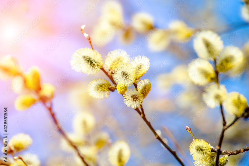 Blossoming willow in the early spring on a background of blue sky
Blossoming willow in the early spring on a background of blue sky
