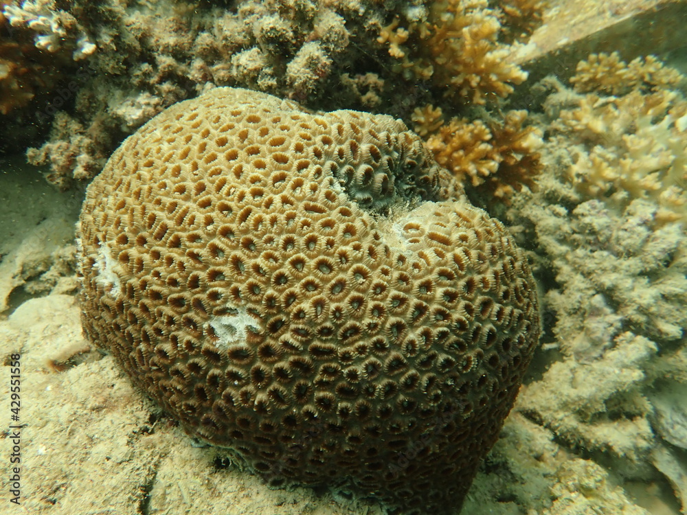 Coral transplant at coral nursery area in Marine park Coral transplant at coral nursery area in Marine park
