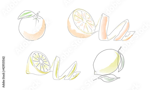 Fototapeta Naklejka Na Ścianę i Meble -  Drawing of a whole orange, half an orange with a peel and a lemon in the manner of watercolors.