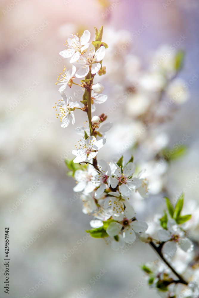 Cherry blossom branch in the garden in spring
Cherry blossom branch in the garden in spring