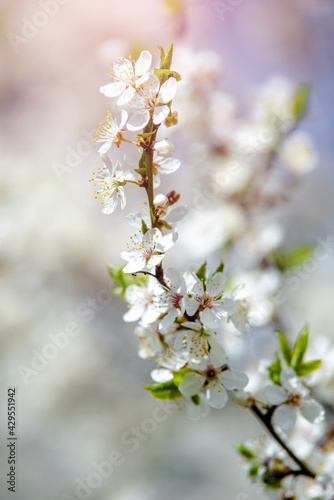 Cherry blossom branch in the garden in spring 