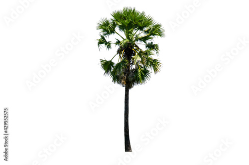 Asian Palmyra palm isolated on white background, Sugar palm, tropical trees isolated used for design with clipping path © Nisathon Studio