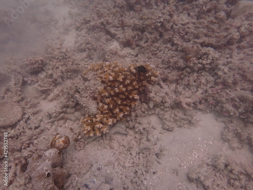 Coral transplant at coral nursery area in Marine park photo