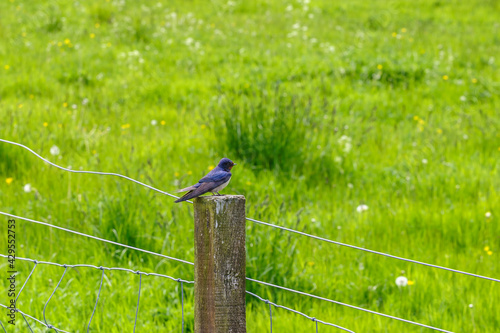 Barn swallow sitting on a wood pole in a meadow photo