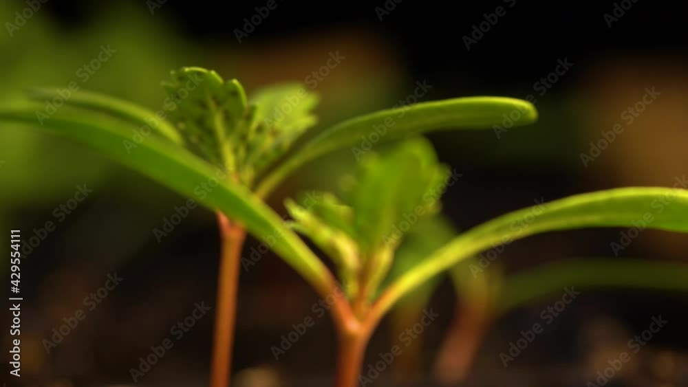 French marigold seedlings with tiny reddish dots on small true leaves. Macro, slide backward from one plant to another. French marigold seedlings with tiny reddish dots on small true leaves. Macro, slide backward from one plant to another.