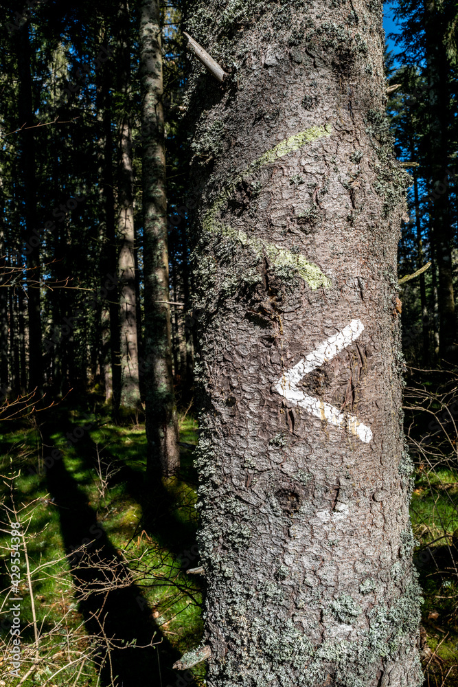 marquage des arbres en forêt, gestion forestière marquage des arbres en forêt, gestion forestière
