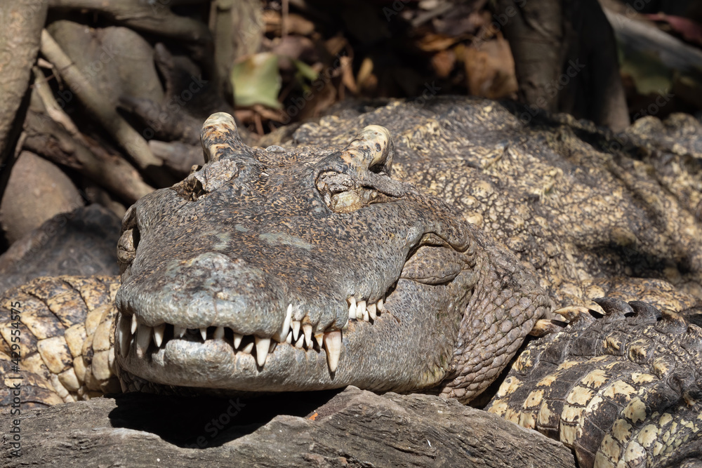 Fototapeta premium Close-up Crocodile was Sunbathing on The Ground