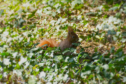 Red Squirrel sitting with a nut underneath a tree in Zurich, Switzerland © Janine