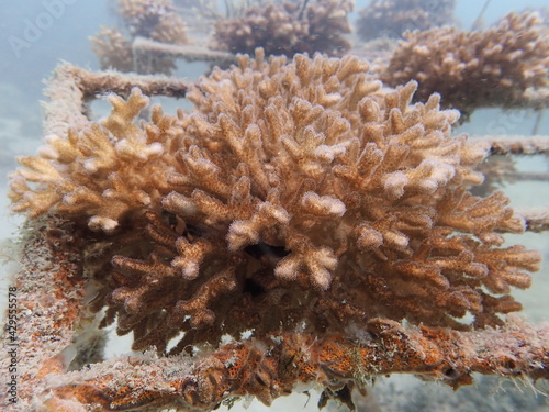 Coral transplant at coral nursery area in Marine park photo