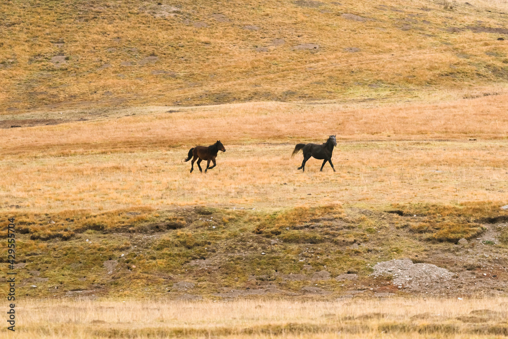 Naklejka premium Horses in the autumn grasslands of northwest China
