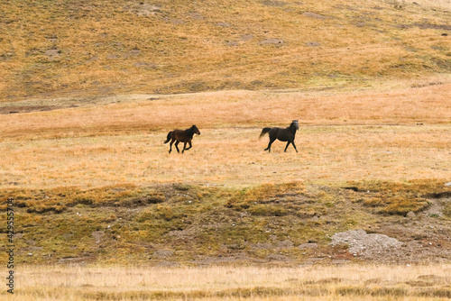 Horses in the autumn grasslands of northwest China