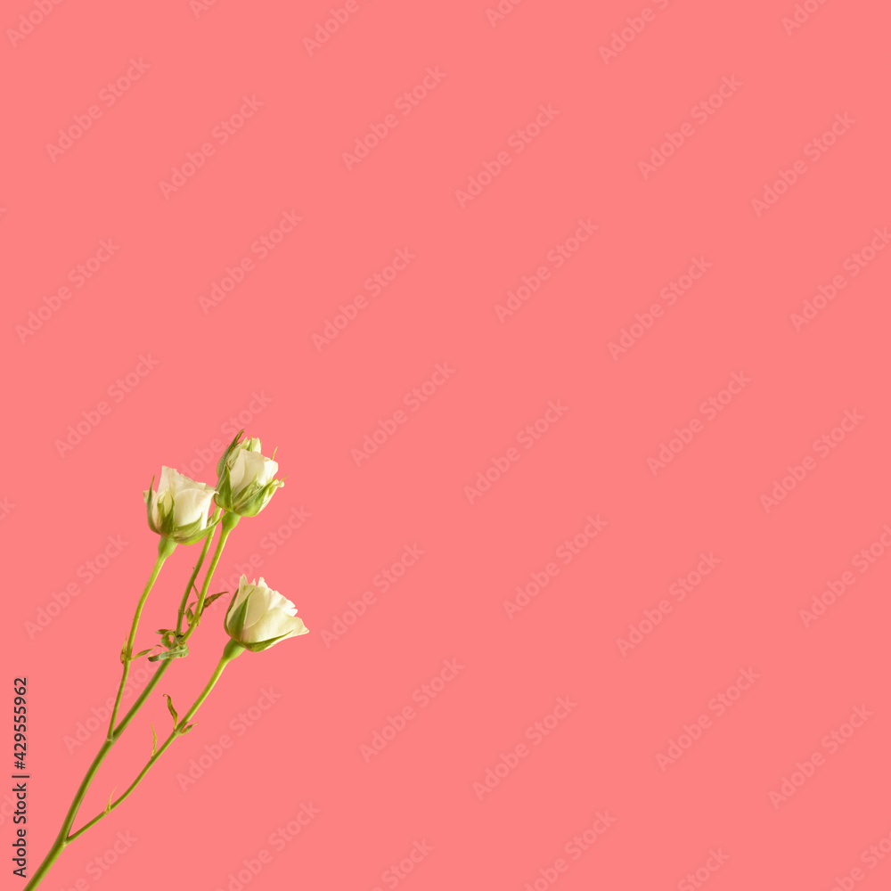 fresh white roses and green leaves on pink background with copy space. creative decoration summer minimal idea.