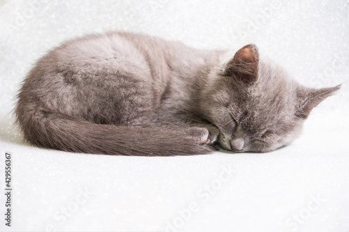 cute sleeping domestic young kitten on light background