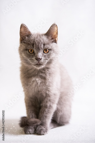 cute grey domestic kitten on light background