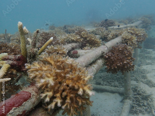 Coral transplant at coral nursery area in Marine park photo