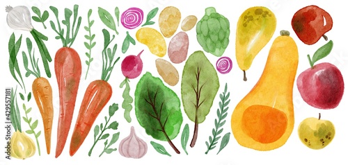 Watercolor hand drawing set of vegetables. Potatoes, onions, garlic, lettuce, cabbage, radish, green, apple, pear, pumpkin, carrot. Use for banner, invitation, harvest festival card, gardening day