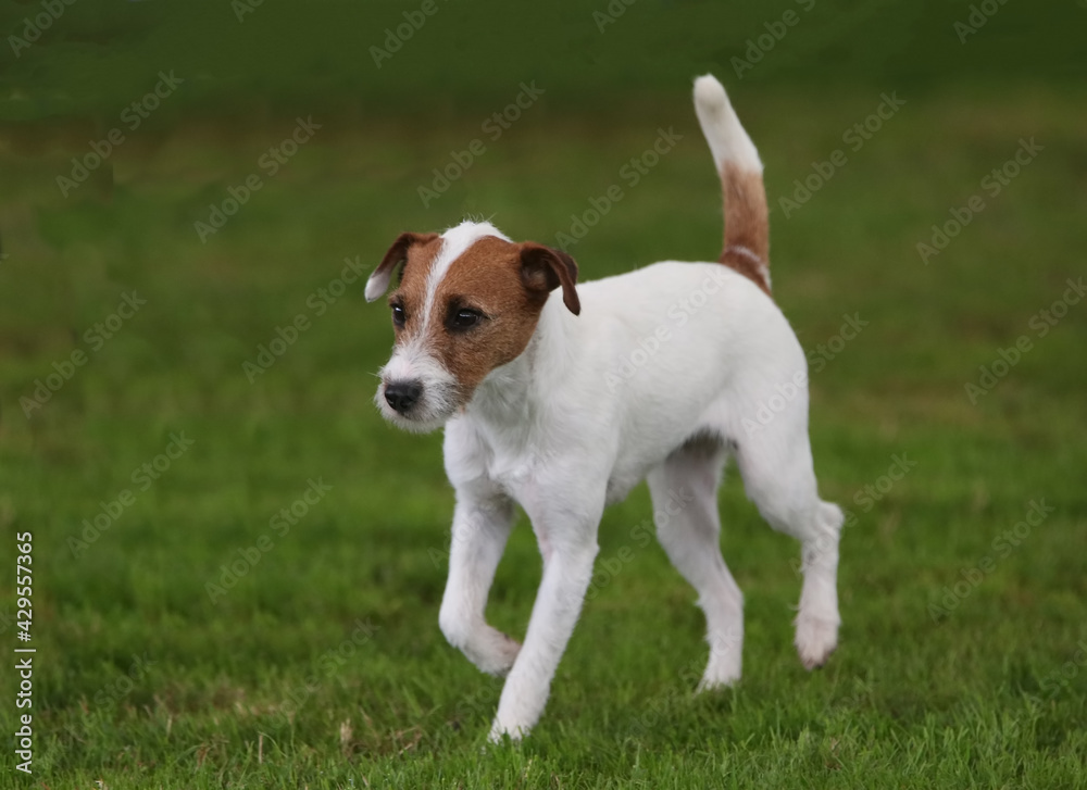 Parson Russell Terrier