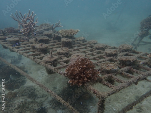 Coral transplant at coral nursery area in Marine park photo