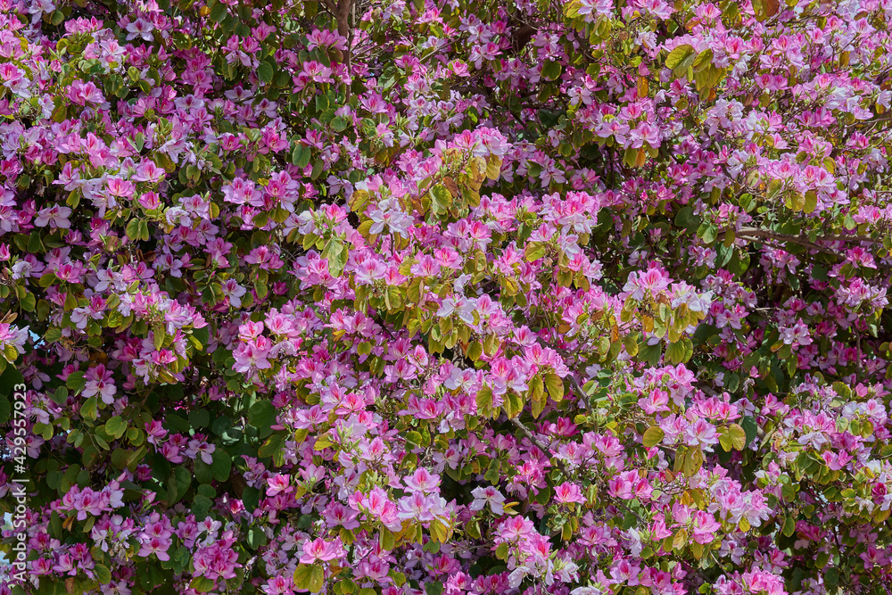 flowers in a decorative truss Botanical Garden Emek Hefer flowers in a decorative truss Botanical Garden Emek Hefer