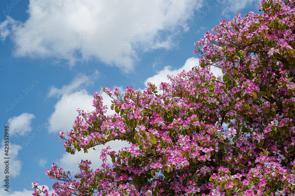 flowers in a decorative truss Botanical Garden Emek Hefer