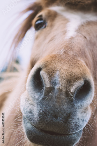 Neugieriges Islandpony photo