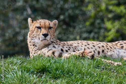 A cheetah (Acinonyx jubatus) in a grassy grassland and yellow flowers in a field.