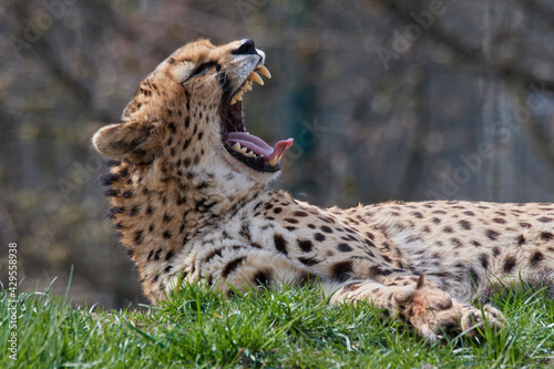 A cheetah  Acinonyx jubatus  in a grassy grassland and yellow flowers in a field.