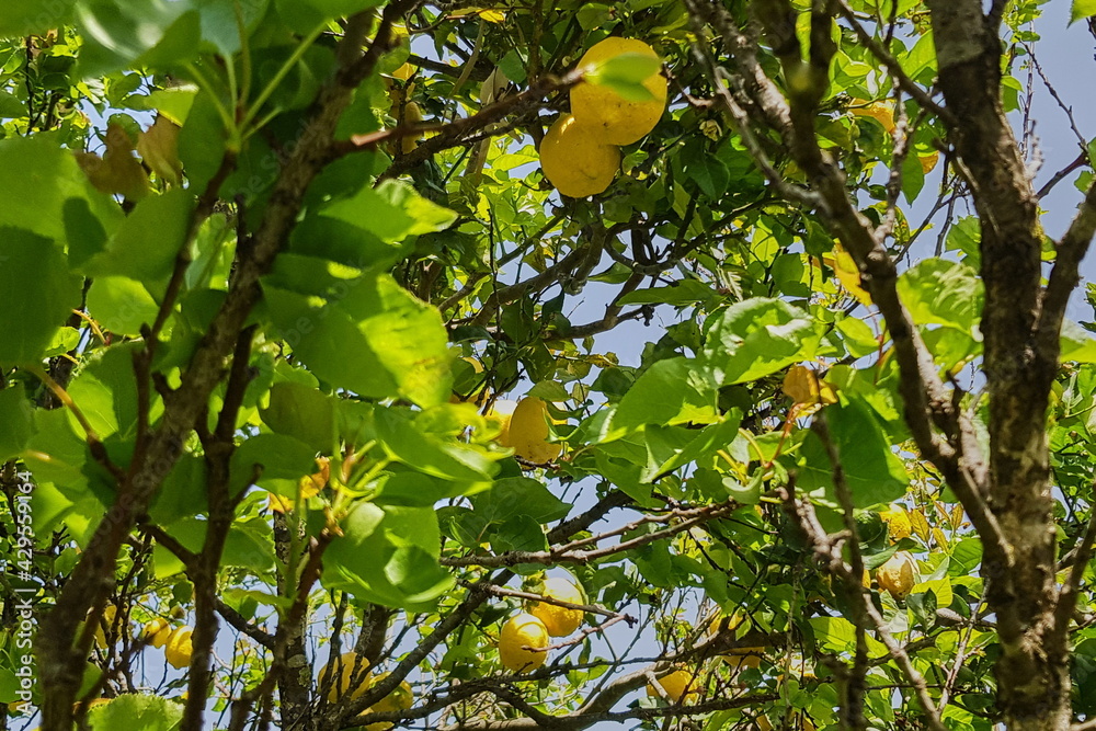 amazing fruit trees in a decorative truss Botanical Garden Emek Hefer