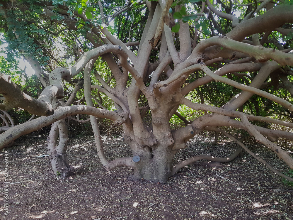 a tree of unusual shapein a decorative truss Botanical Garden Emek Hefer